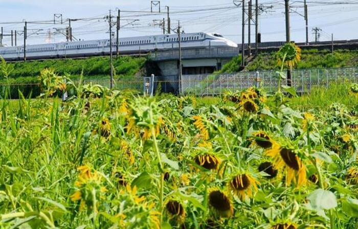 大垣市観光名所⑩大垣ひまわり畑